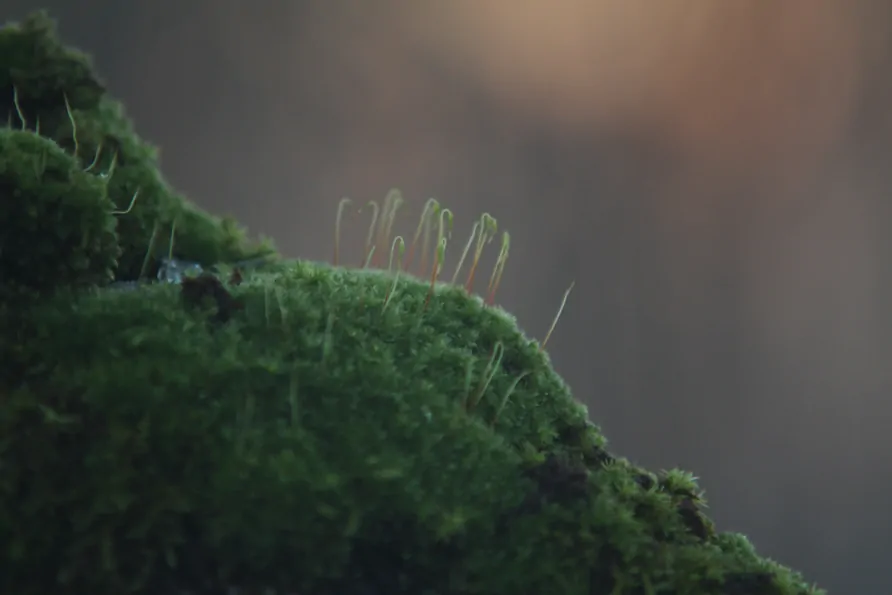 Macro 0